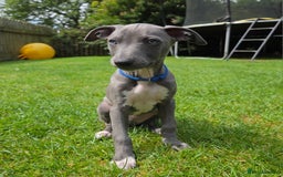 Italian Greyhound dogs for sale: **Wiggys (Whippet/Italian Greyhound)** - Image 2