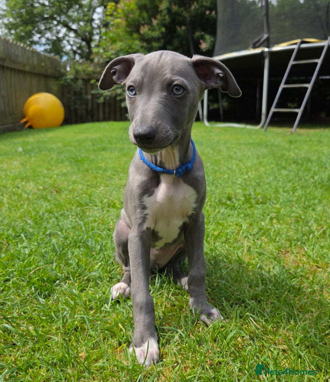 Italian Greyhound dogs for sale: **Wiggys (Whippet/Italian Greyhound)** - Image 2