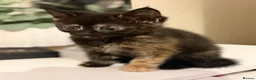 Mixed Breed cats for sale: 5 mixed kittens for sale  in Wallasey - Advert 21