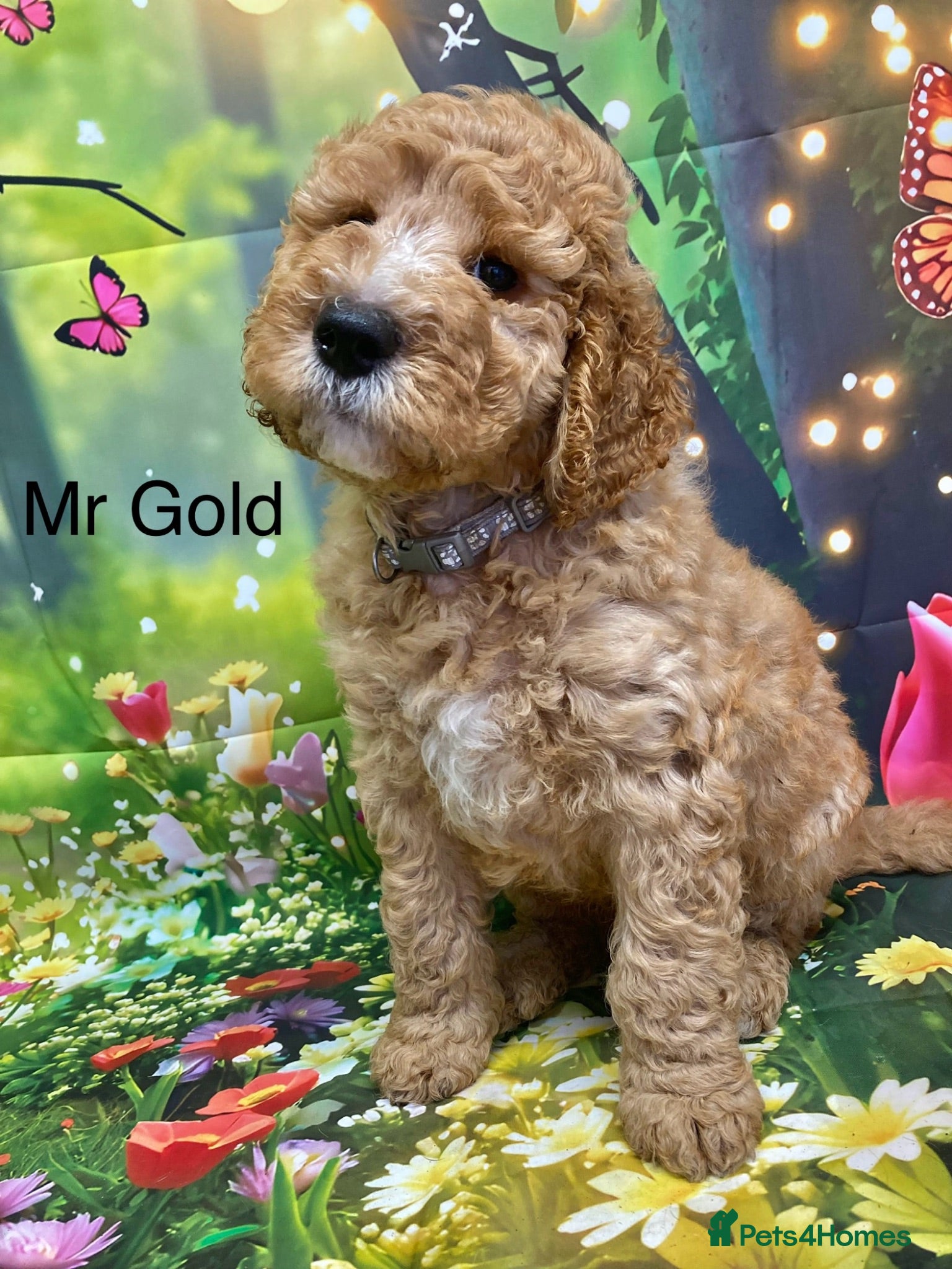 Labradoodle dogs Multigenerational Standard labradoodle puppies - Advert 1