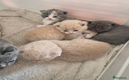 British Shorthair cats for sale: British Shorthairs Stunning Litter - Image 6