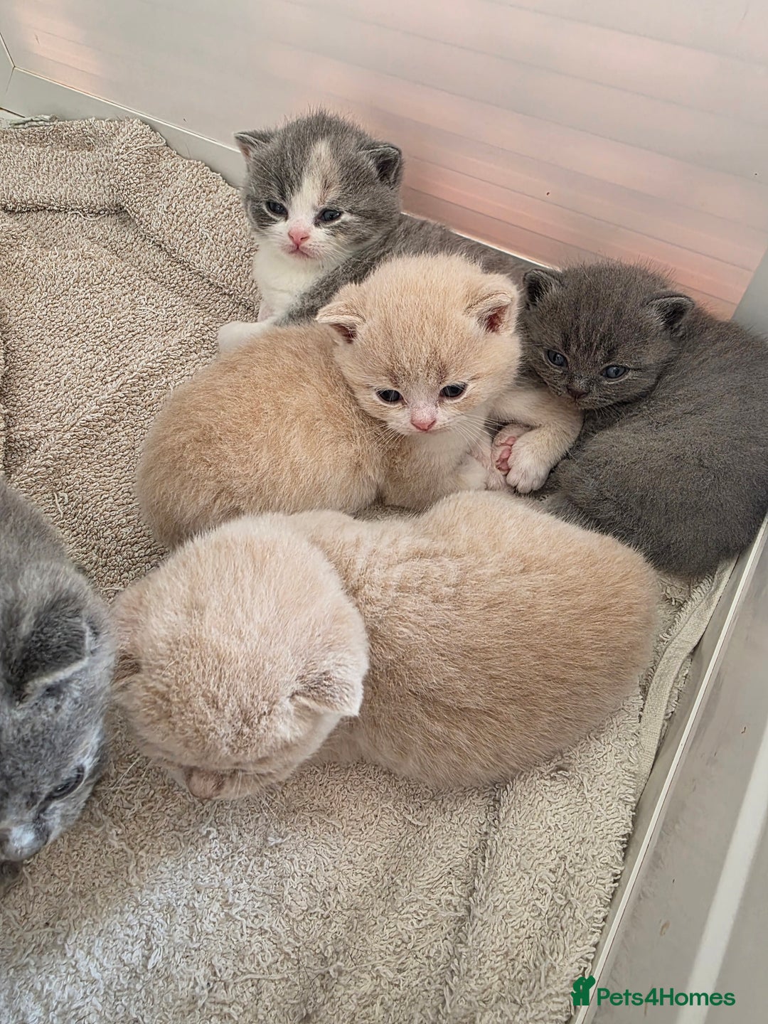 British Shorthair cats for sale: British Shorthairs Stunning Litter - Image 6
