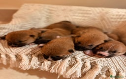 Japanese Shiba Inu dogs for sale: beautiful red Japanese Shiba Inu puppies  - Image 4