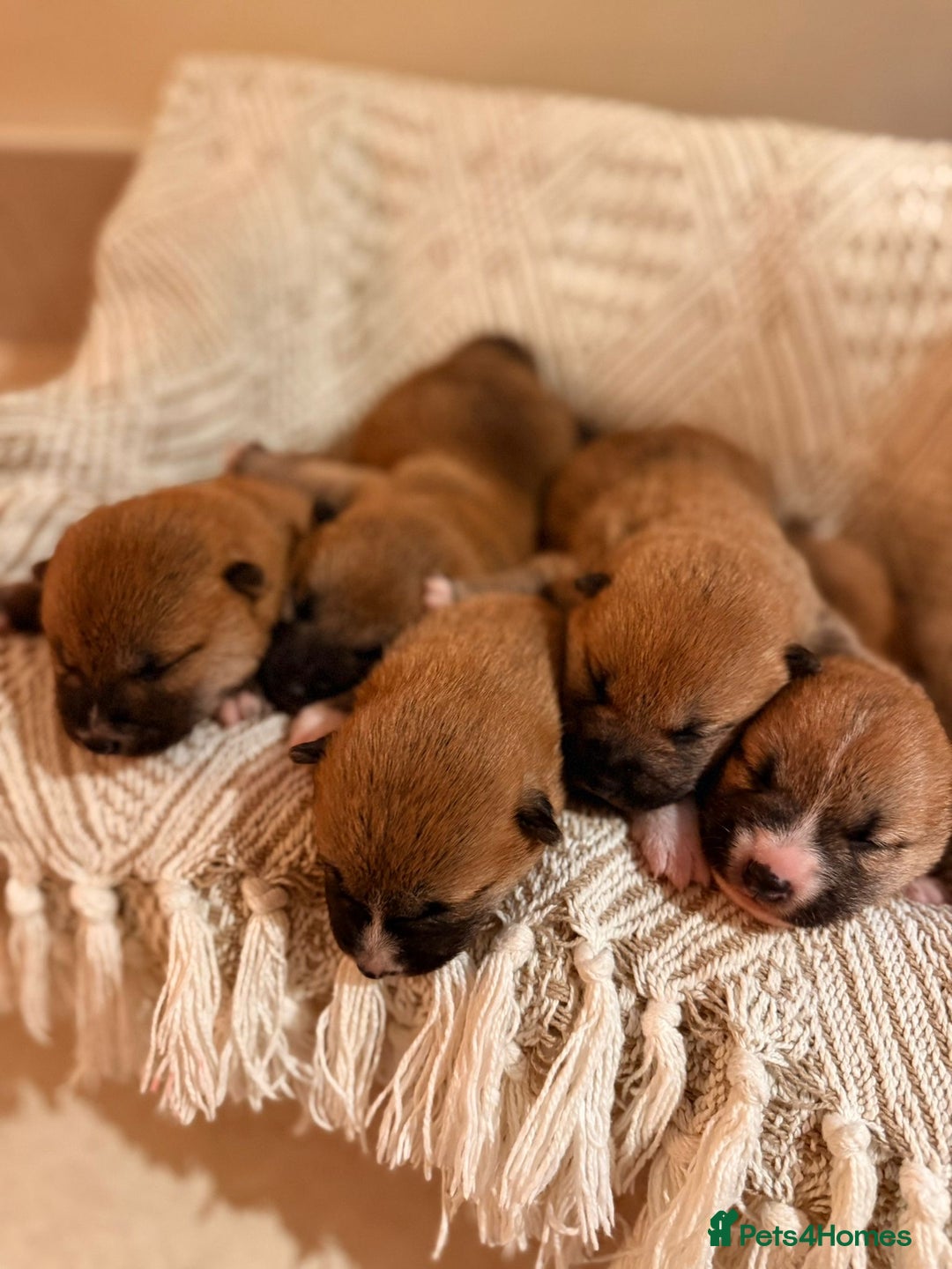 Japanese Shiba Inu dogs for sale: beautiful red Japanese Shiba Inu puppies  - Image 4