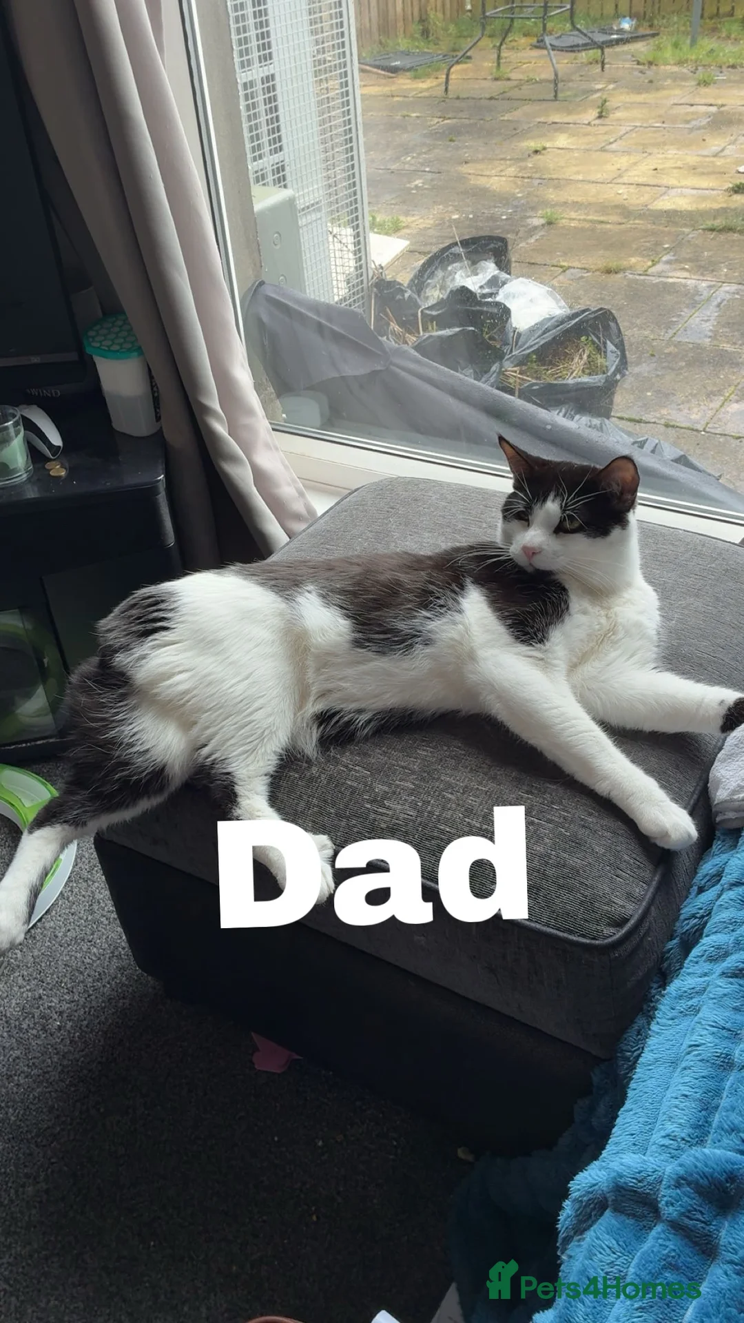 Mixed Breed cats for sale: Mainecoon cross kittens  - Advert 7