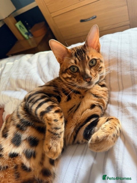 Bengal cats 6 Beautiful Bengal Kittens For Sale  - Advert 2