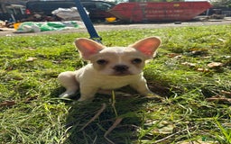French Bulldog dogs for sale: 3 left- Fluffy French bulldogs pink & testable  - Advert 16