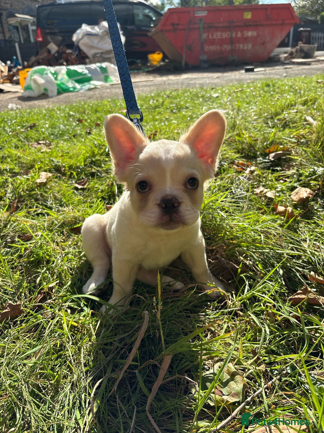 French Bulldog dogs for sale: 3 left- Fluffy French bulldogs pink & testable  - Advert 16