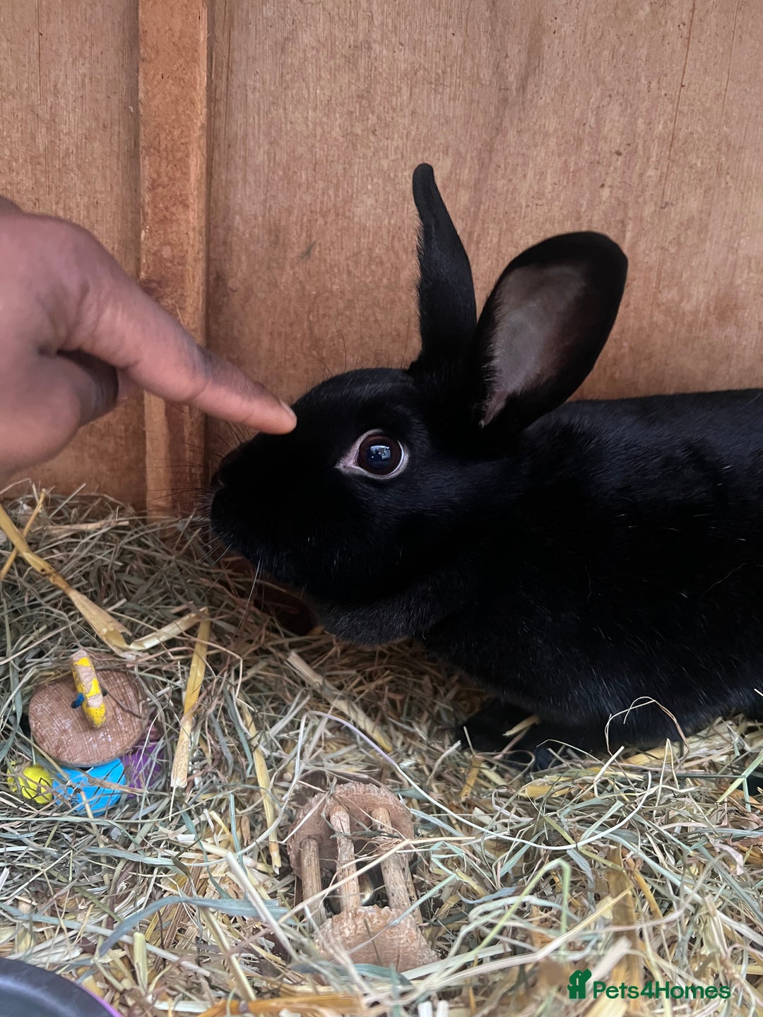 Dutch rabbits for sale: 1 female and 1 male Dutch rabbit  - Advert 1