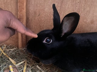 Dutch rabbits 1 female and 1 male Dutch rabbit - Advert 1