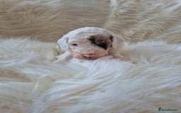 Cockapoo dogs for sale: F1B COCKAPOO PUPPIES  - Image 1