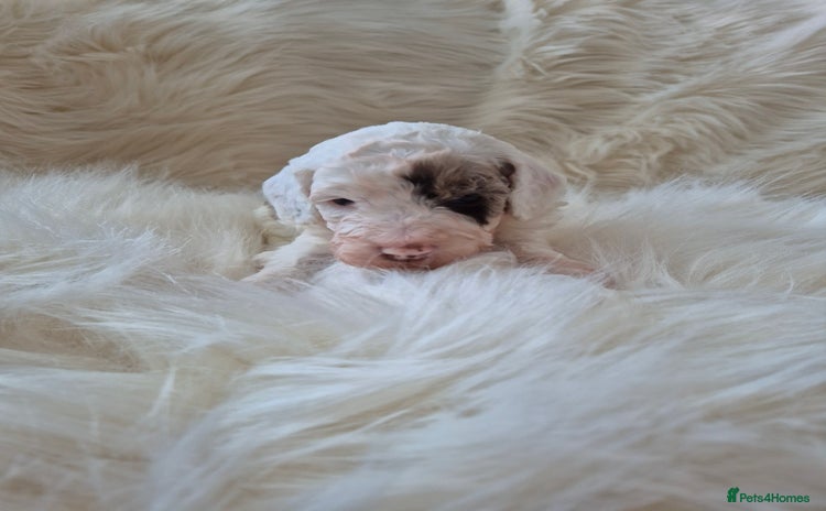 Cockapoo dogs - Advert 4