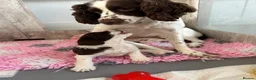 English Springer Spaniel dogs for sale: Outstanding KC Health Tested Springer Spaniel - Advert 8