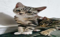 Bengal cats for sale: Bengal Kitten for sale  - Image 2
