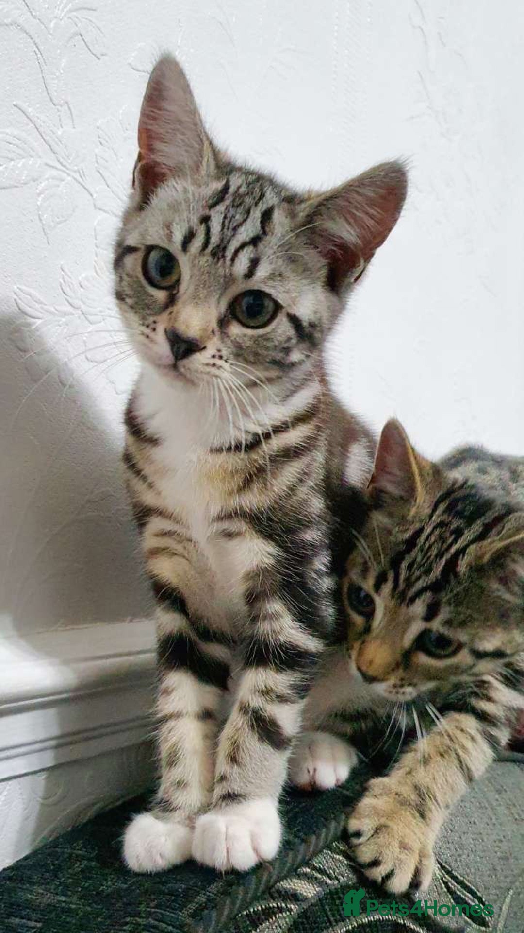 Bengal cats for sale: Bengal Kitten for sale  - Image 2