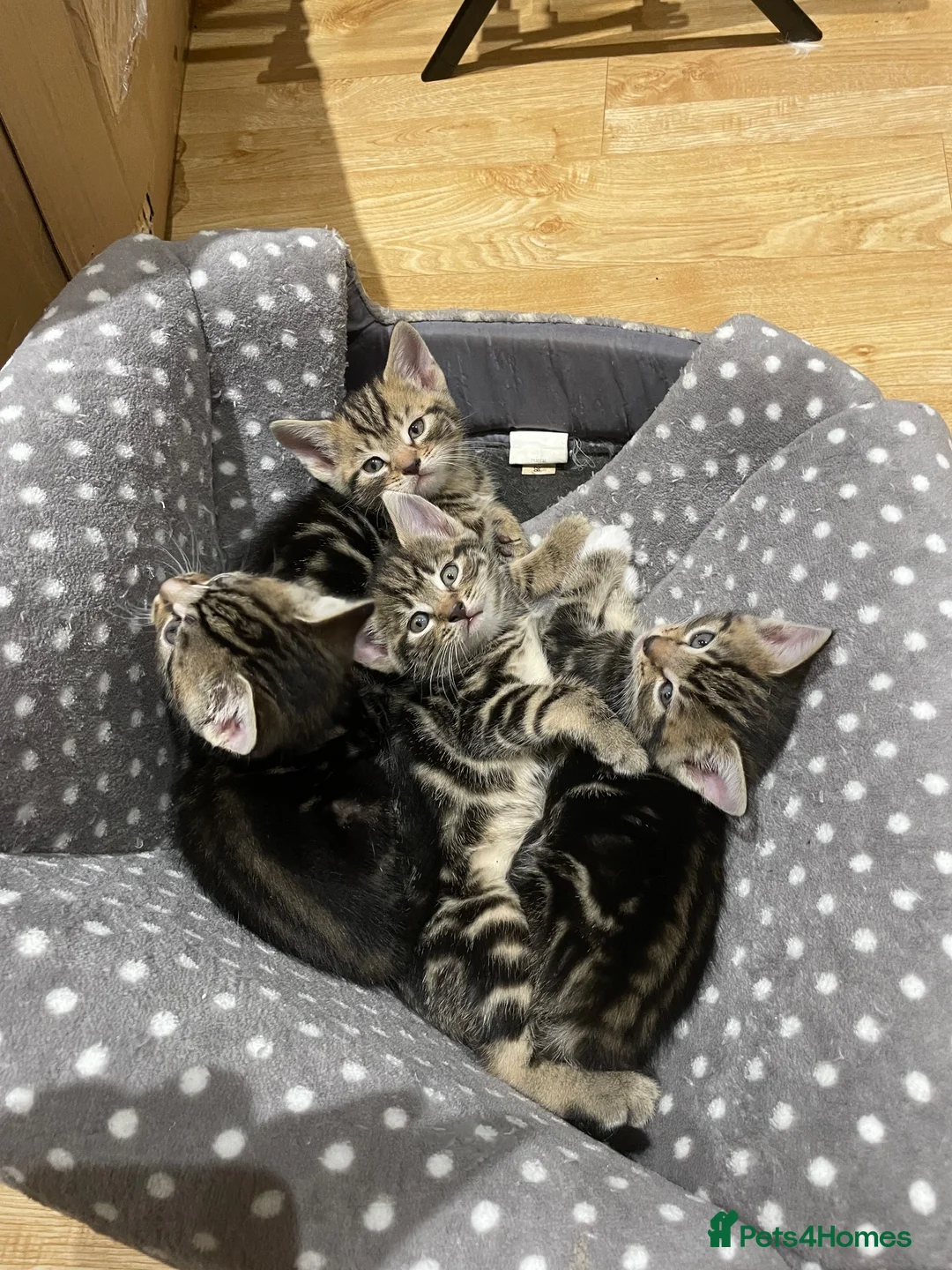 British Shorthair cats for sale: 4 Tigre striped Shorthair in Orpington - Advert 1