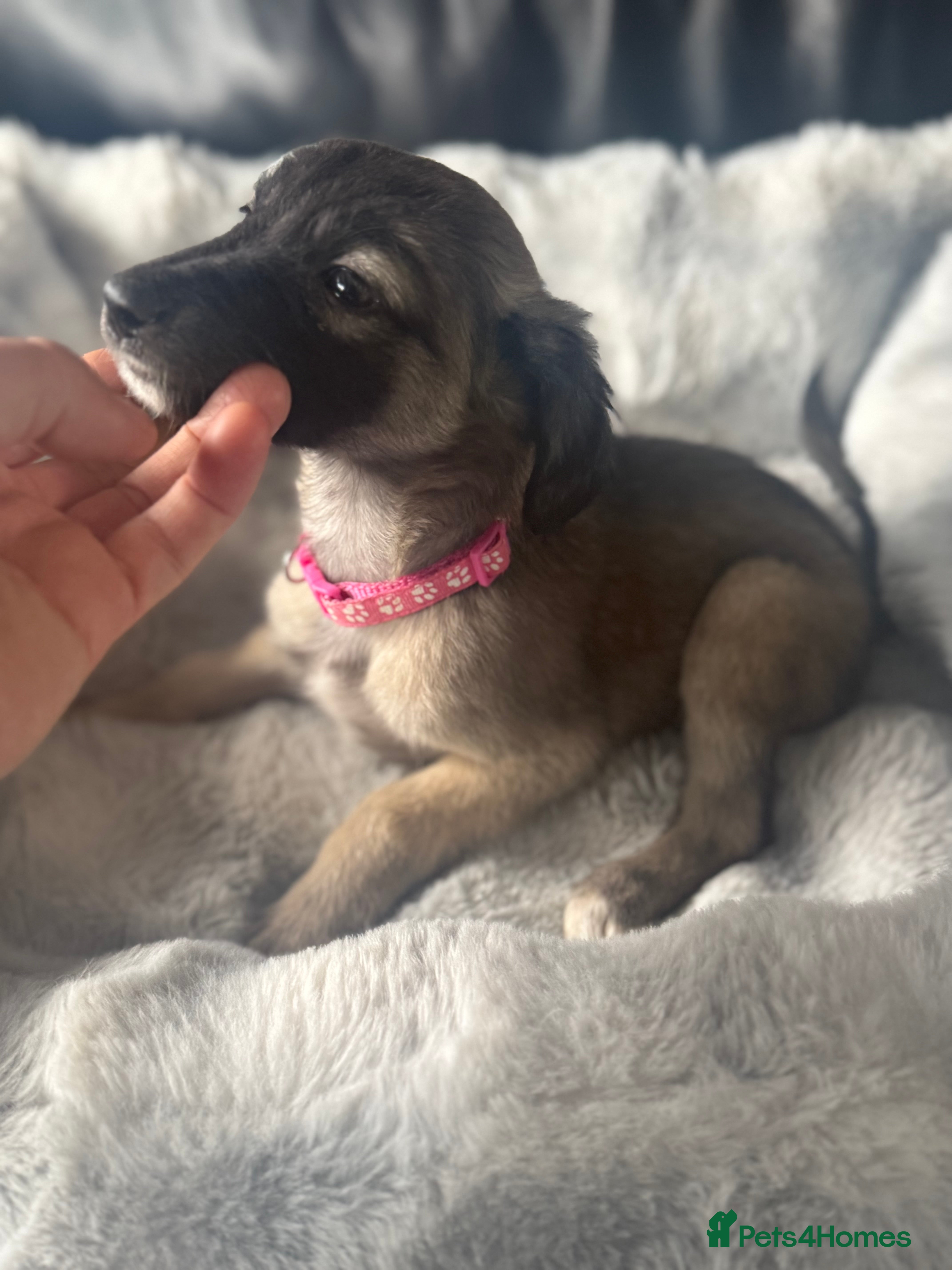 Whippet dogs  Wippet /Bedlington - Advert 1