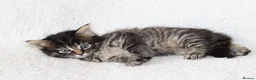 Mixed Breed cats for sale: Meet Our Beautiful Kittens! 🐾 - Advert 4