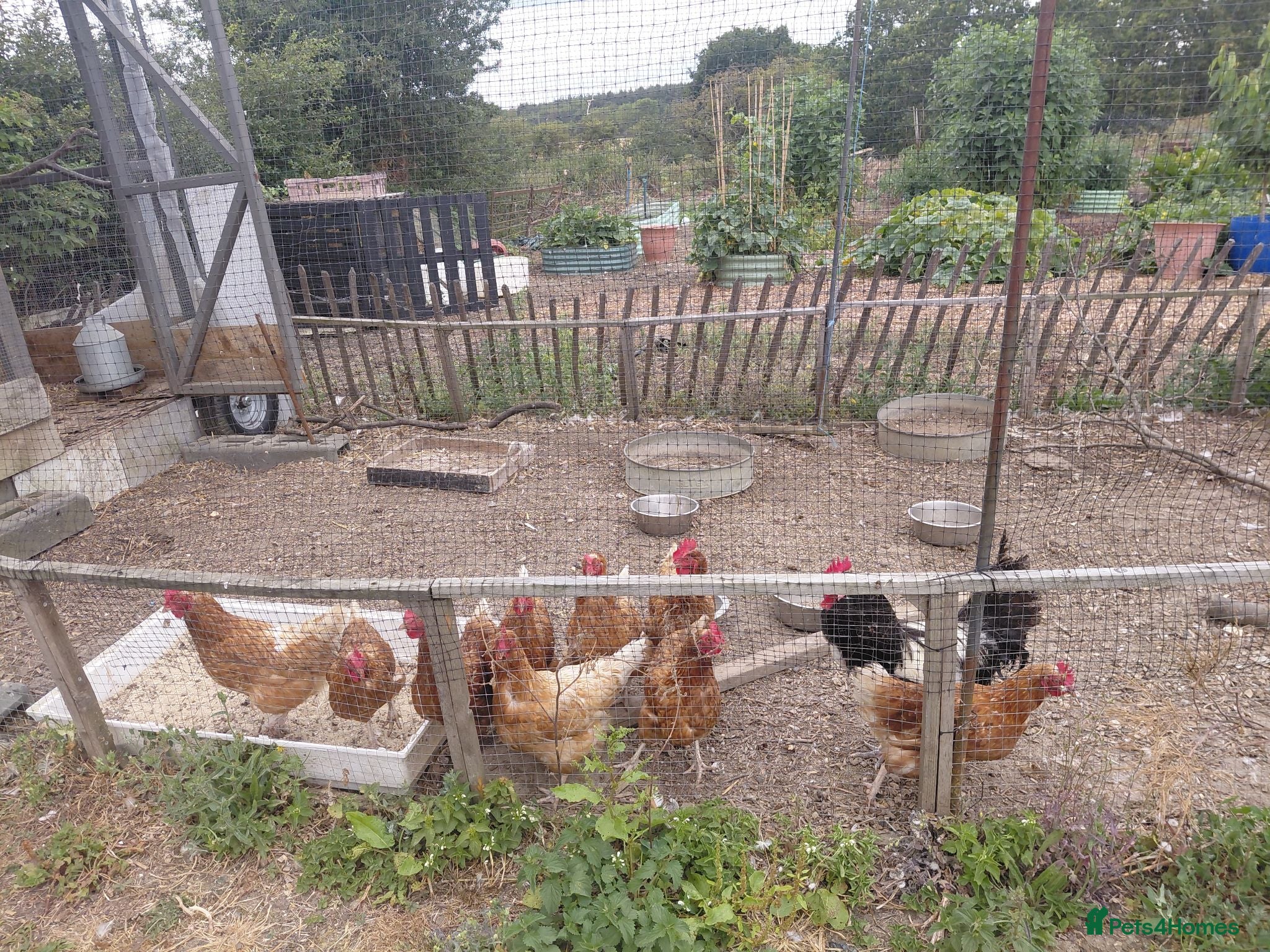 Chickens poultry 3 cross bred layers for sale. - Advert 1