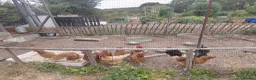 Chickens poultry for sale: 3 cross bred layers for sale. in Harlow - Advert 1