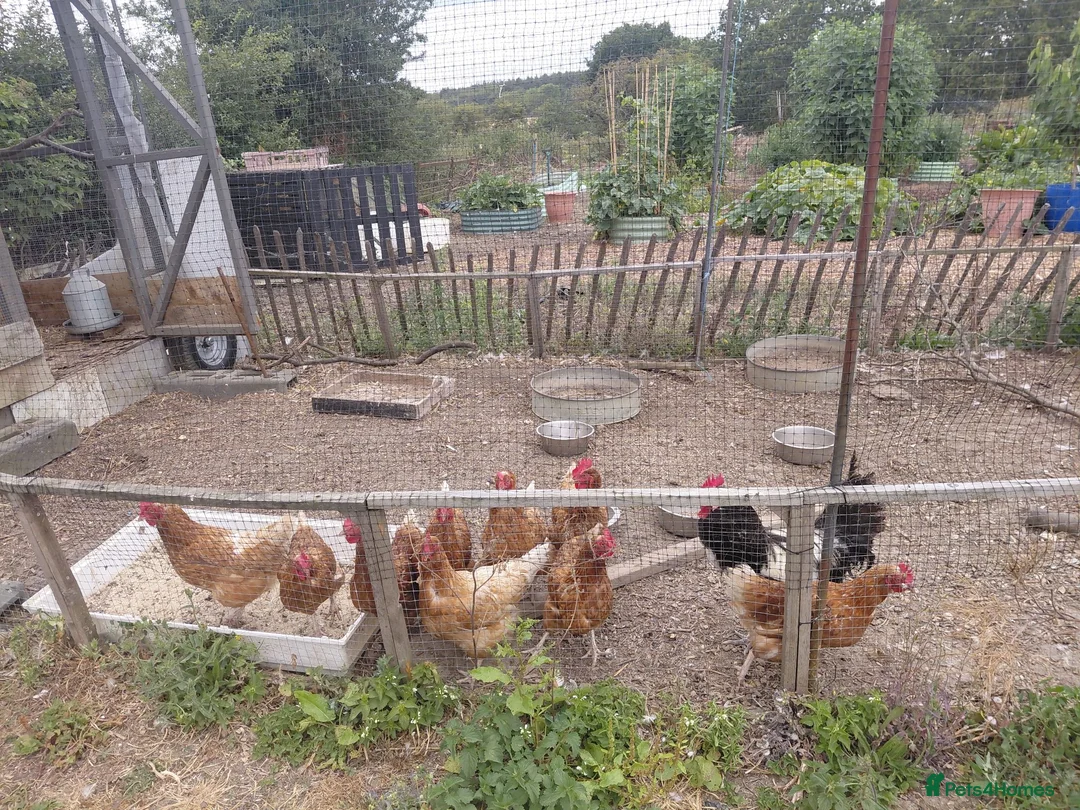 Chickens poultry for sale: 3 cross bred layers for sale. in Harlow - Advert 1
