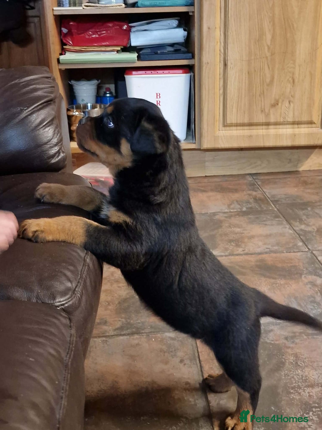 Rottweiler dogs for sale: Rottweiler pups - Advert 9