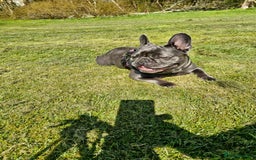 French Bulldog dogs for sale: Beautiful girl looking for family environment  - Image 2