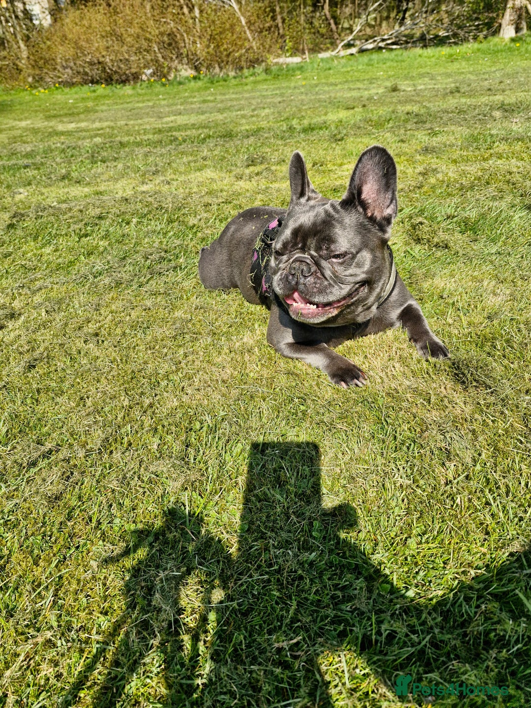 French Bulldog dogs for sale: Beautiful girl looking for family environment  - Image 2