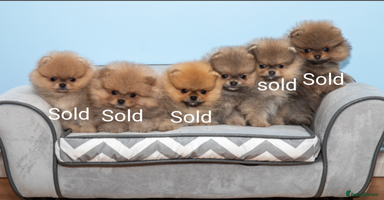 Pomeranian dogs - Advert 7