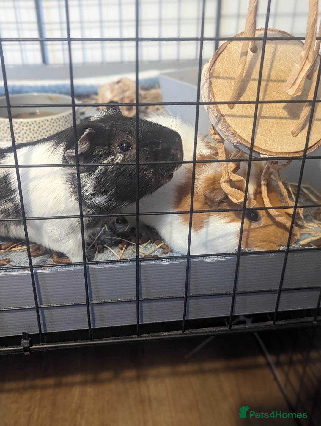 Guinea Pig rodents for sale: 2 male guinea pigs - Image 1