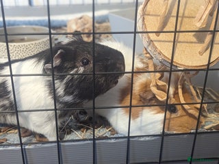 Guinea Pig rodents - Advert 5