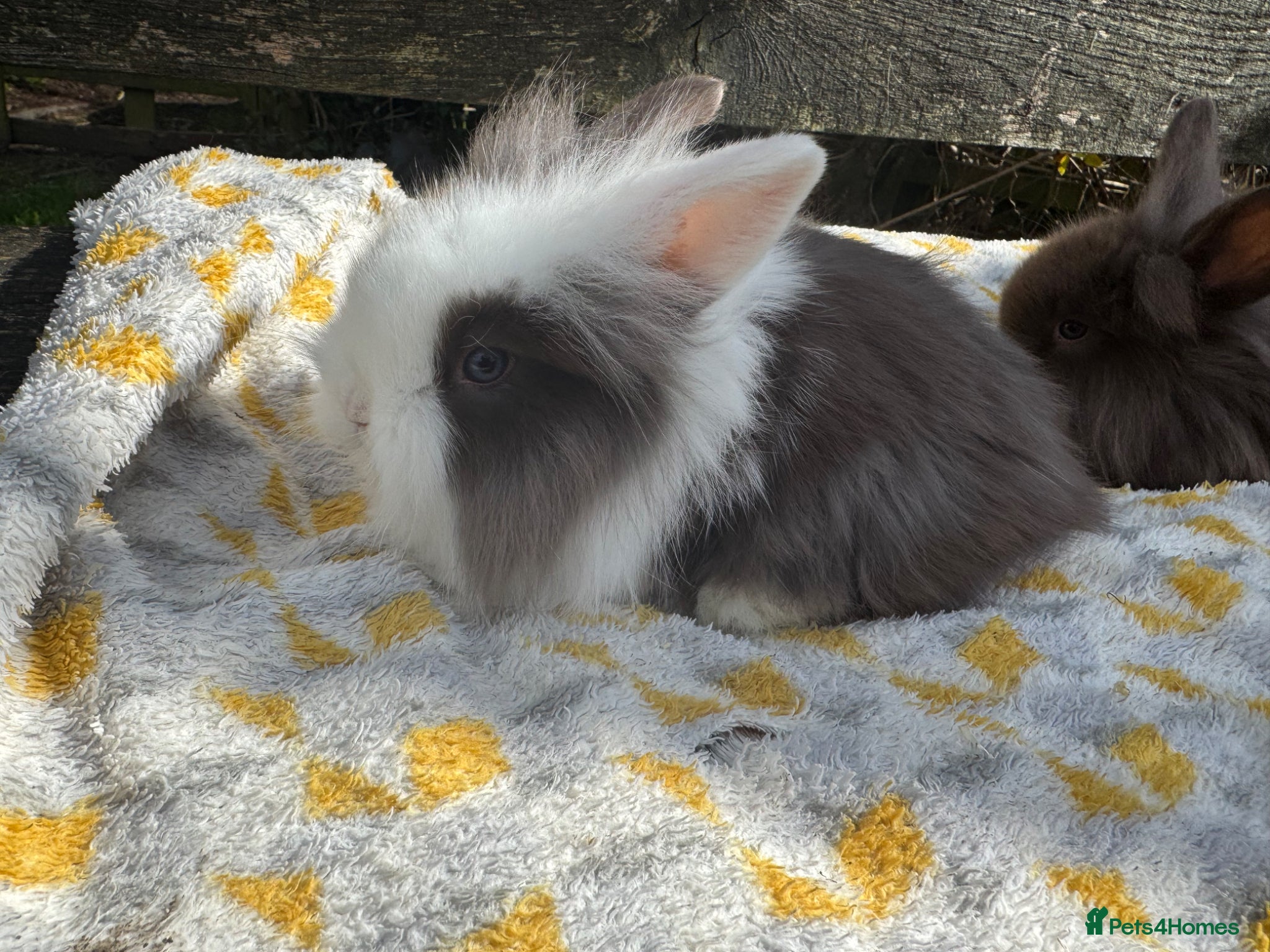 Mini Lop rabbits Beautiful mini lop and lionlops Ready now .  - Advert 1