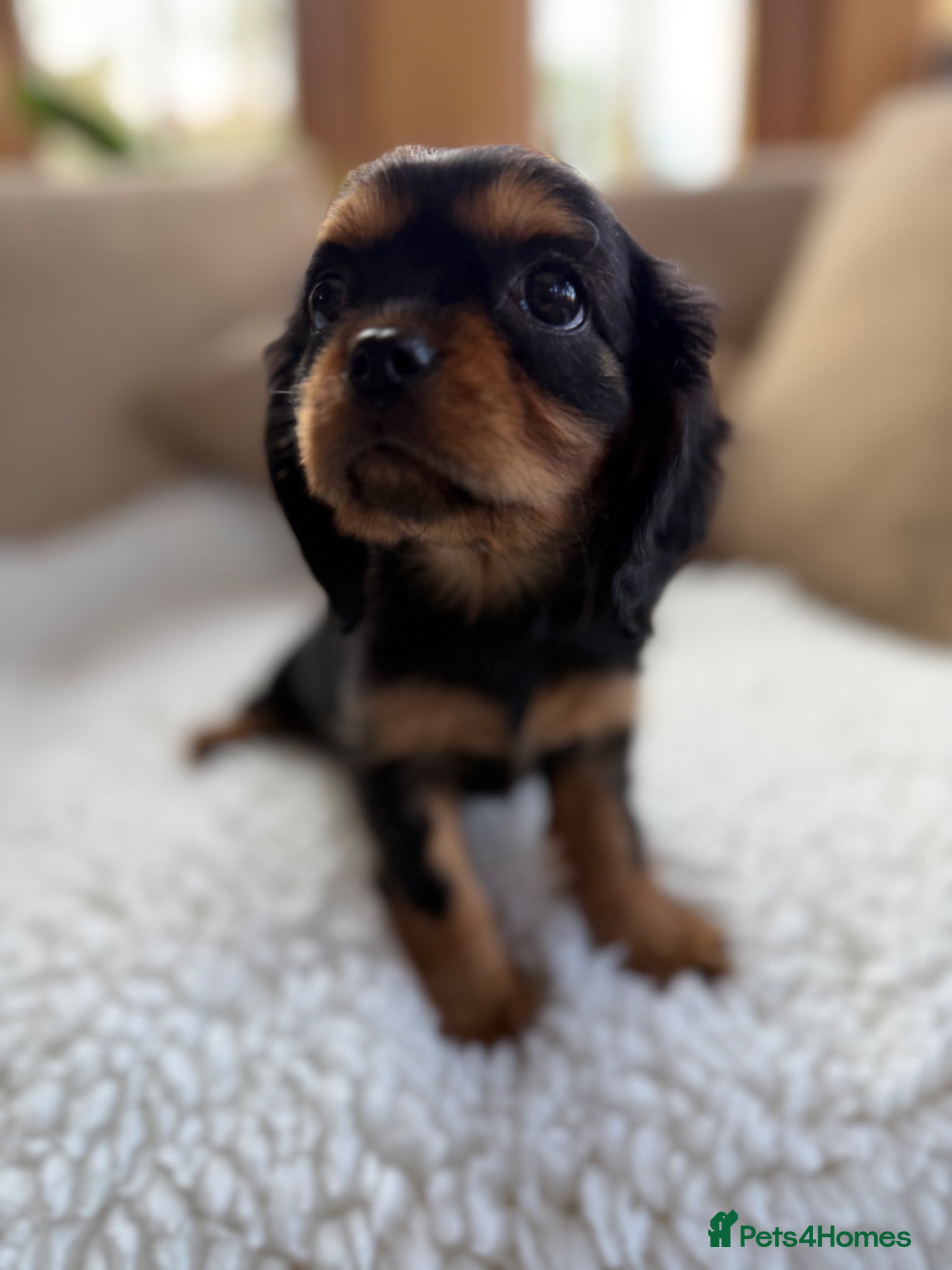 Cavalier King Charles Spaniel dogs Extensively health tested Cavalier King Charles - Advert 12