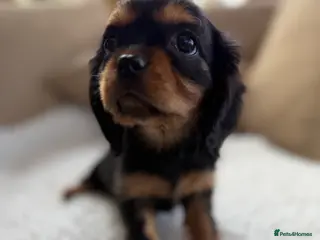 Cavalier King Charles Spaniel dogs Extensively health tested Cavalier King Charles - Advert 12