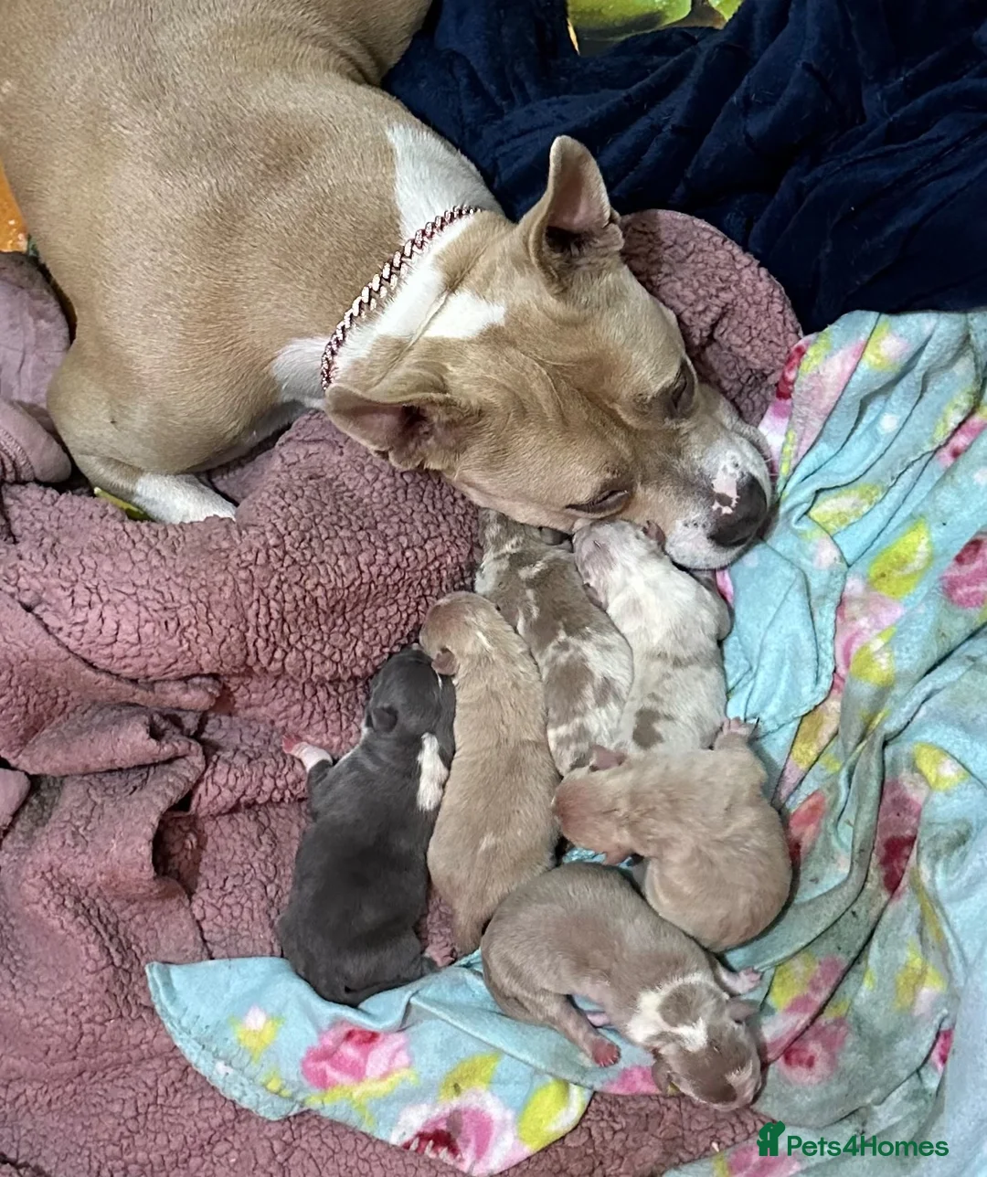 American Bully dogs for sale: Abkc pocket bully's in Barnsley - Advert 2