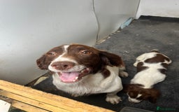 Sprocker dogs for sale: Beautiful Sprocker Puppies  - Image 6