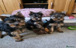 Yorkshire Terrier dogs for sale: KC registered Yorkshire terier puppies!!! 2 GIRLS  - Image 1