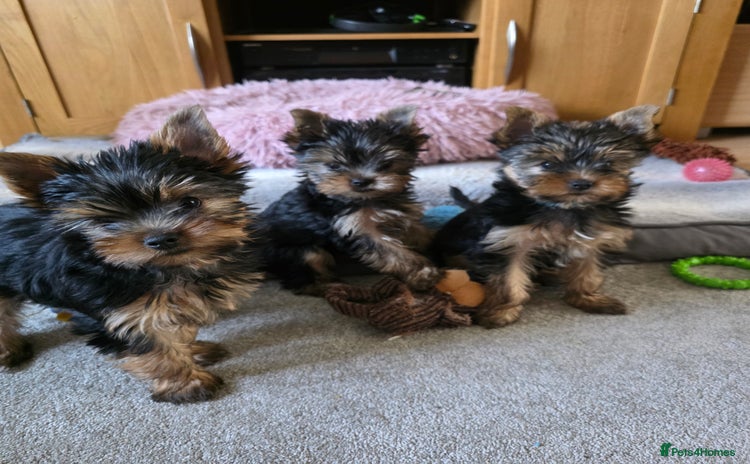 Yorkshire Terrier dogs - Advert 17