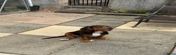 Mixed Breed dogs for sale: Absolutely Gorgeous “Clocker” Girl - Advert 22