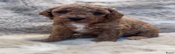 Cavapoochon dogs for sale: 🐾 Beautiful F2 Cavapoochon Puppies 🐾 - Advert 14