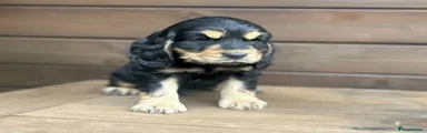 Cocker Spaniel 1