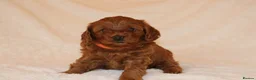 Cavapoo dogs for sale: Cavapoo 🐶 - Advert 8