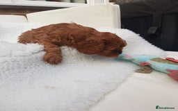 Cavalier King Charles Spaniel dogs for sale: 2 Cavalier king Charles puppies left - Image 24