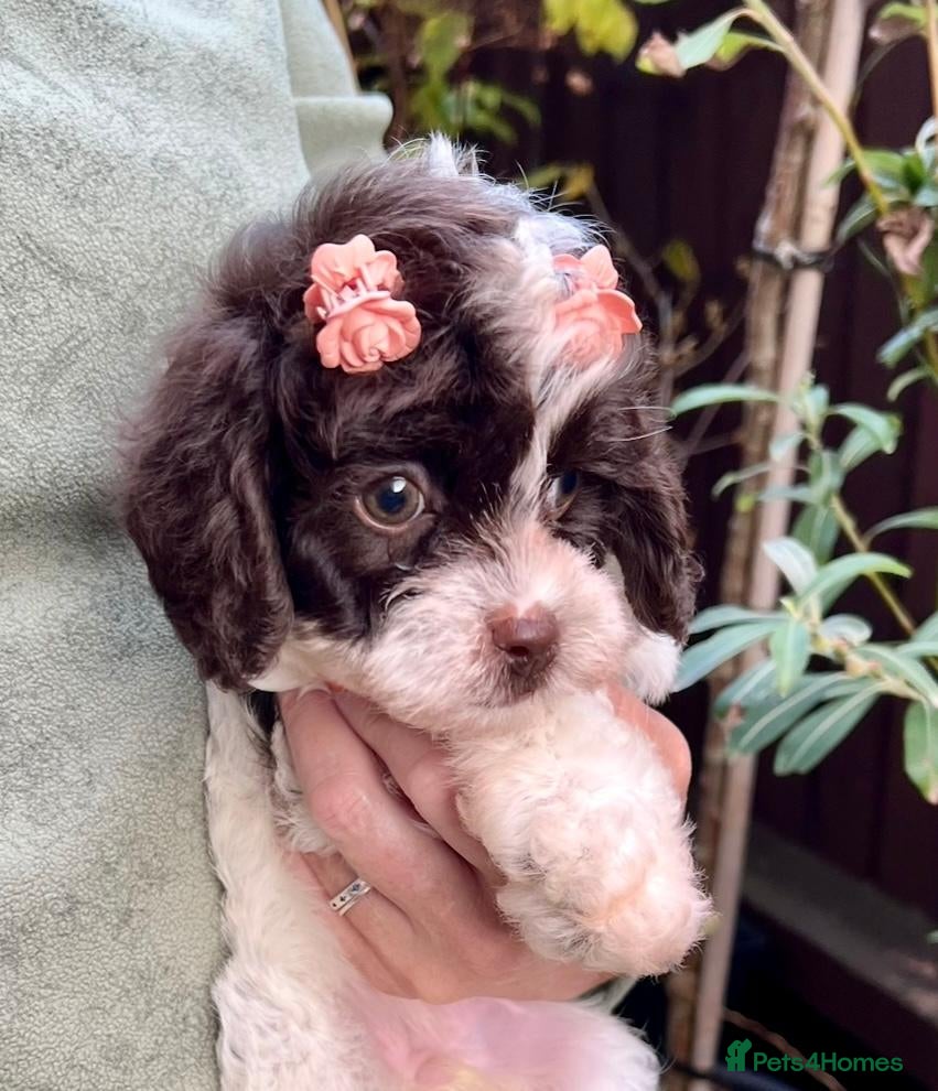 Cavapoo dogs for sale: LAST ONE!! Toy Cavapoo from health tested parents - Advert 2