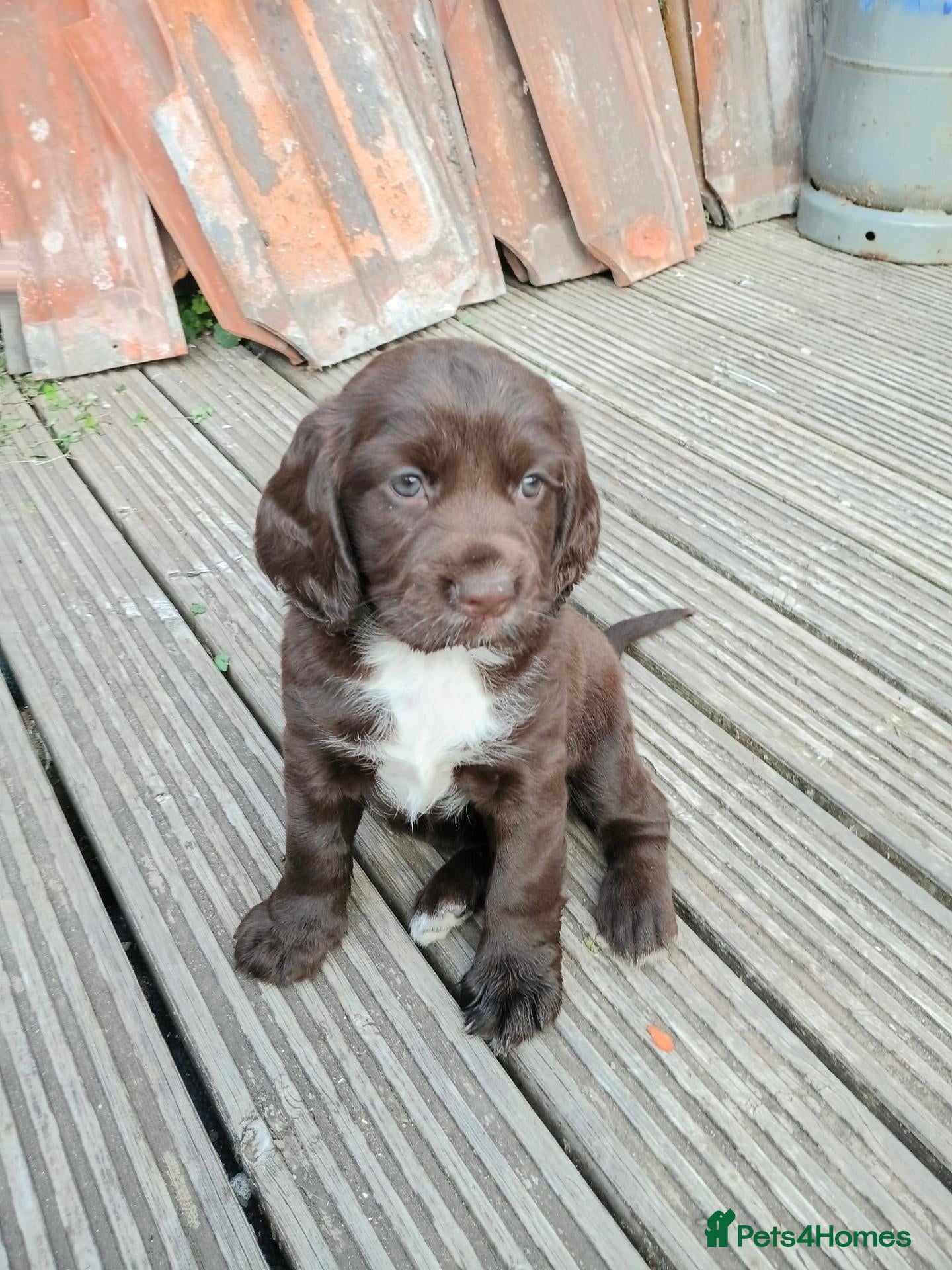 Sprocker dogs Sproker spaniel pups  - Advert 2