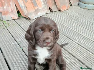 Sprocker dogs Sproker spaniel pups - Advert 2