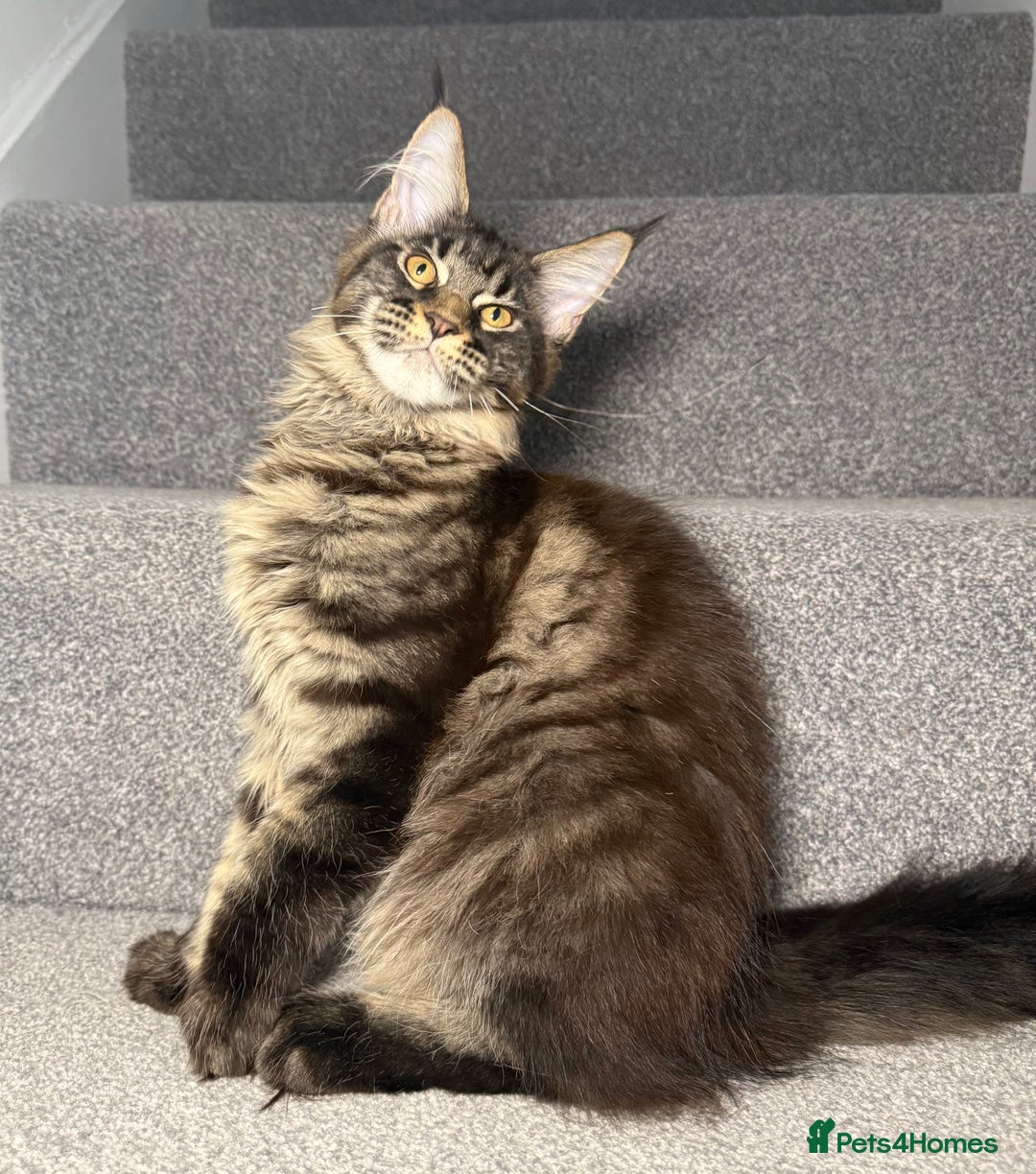 Maine Coon cats for sale: Champion line kittens , 2 girls left☺️ - Advert 2