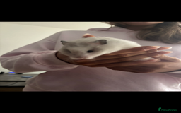 Hamster rodents for sale: Long Haired Syrian Show Hamster - Image 1