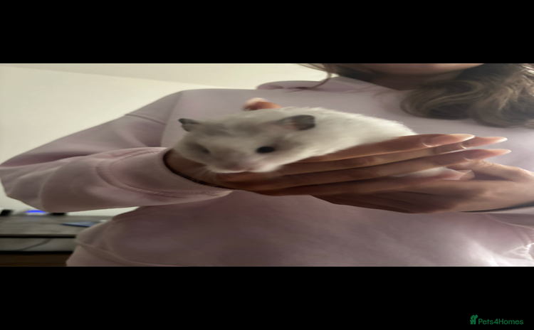 Hamster rodents - Advert 6