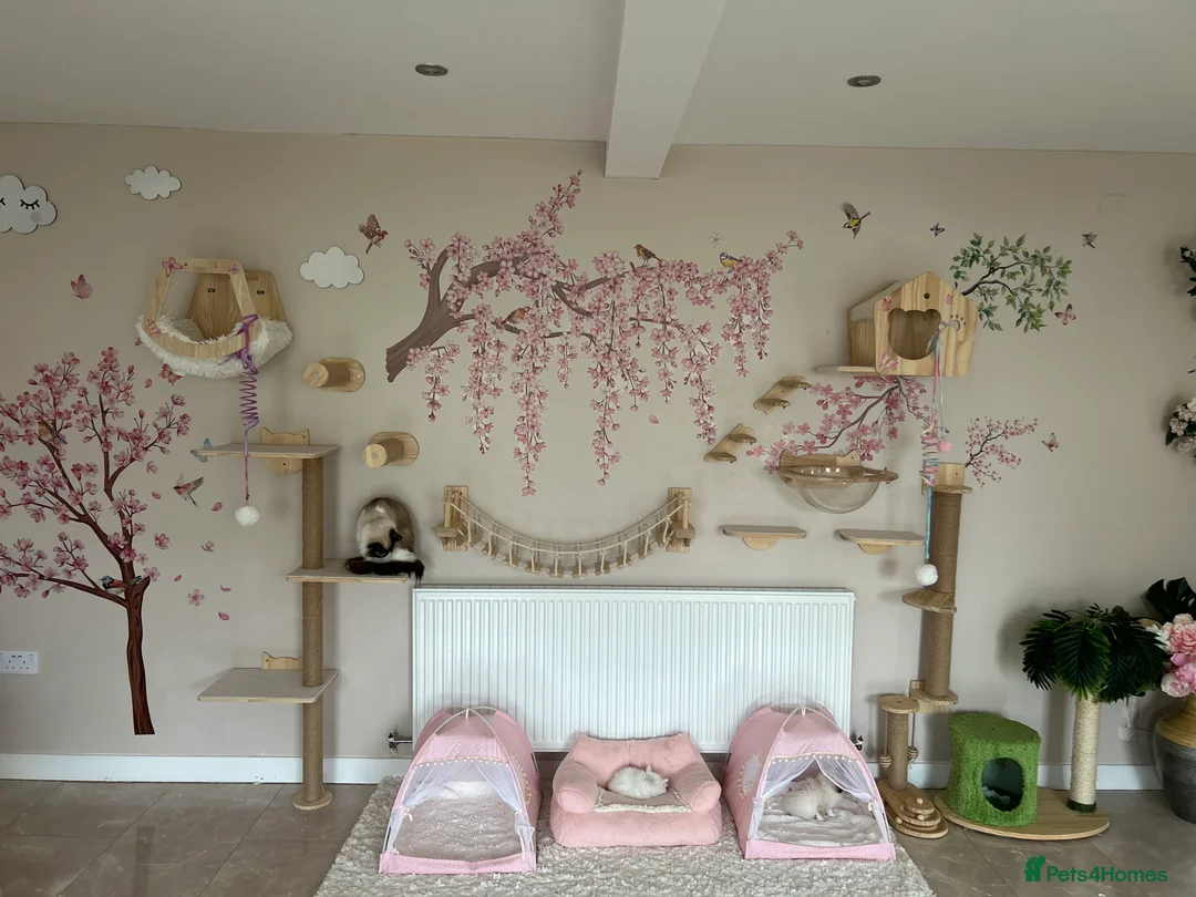 Ragdoll cats for sale: Beautiful Ragdoll kittens from Champion lines - Advert 23